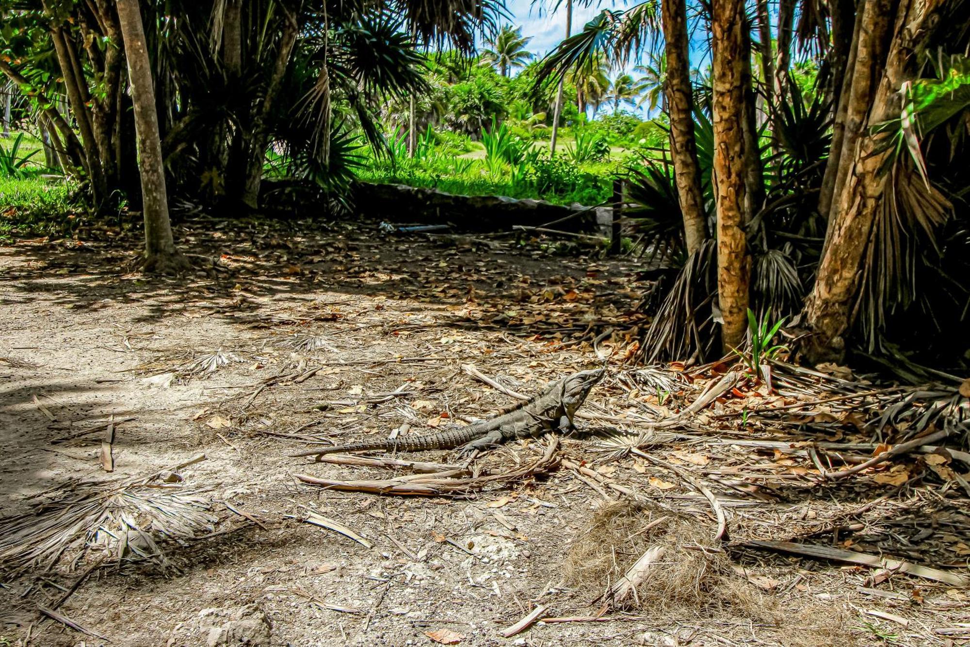 Hotel Aldea Zama Tulum Exteriér fotografie